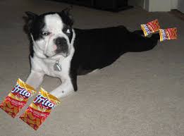 Why Do Dogs Feet Smell Like Fritos Dog Parents Puppy Friends Dogs