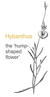 Image result for Octolepis decalepis