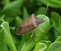 Anchor pest control offers affordable and effective stink bug control for homes throughout nj. Pest Control Services Attention Pest Solutions