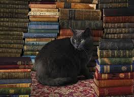We offer the largest range of jigsaw puzzles for sale in australia, stocking over 3500 products and adding new titles weekly. 1000pc Library Cat Jigsaw Puzzle 80124 Cobble Hill Puzzle Co