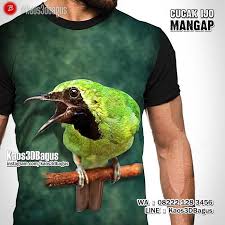 Cucak ijo banyuwangi ngentrok full #cucakijobanyuwangi #cucakijongentrok. Pin On Kaos Burung Kaos Kicau Mania Kaos 3d Burung Kicau