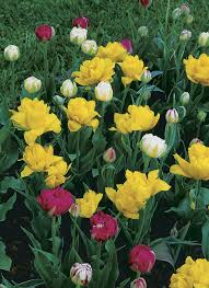 There are so many molecules various flowers produce that some were bound to be similar enough to fragrances humans evolved to i had a vine that took years to bloom, and when it finally did, the blooms smelled like rotten meat! Beautifully Fragrant Tulips