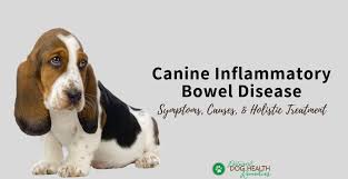 Canine Inflammatory Bowel Disease Causes Symptoms Treatment Remedies