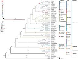 Image result for Polystachya kermesina