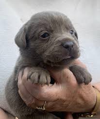 What kind of dog is a labrador retriever mix? Love Pets Lab Puppies For Sale Bangor Maine American Facebook
