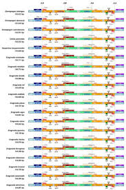 Image result for Harpachne