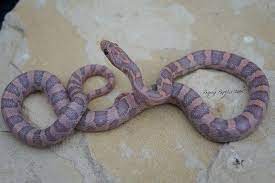Lavender Kastanie A Sequence Cornsnakes Com Forums Pet Snake Pet Birds Corn Snake