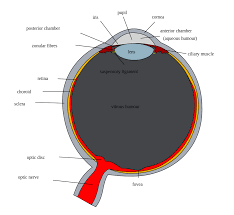 The.gov means it's official.federal government websites often end in.gov or.mil. File Schematic Diagram Of The Human Eye With English Annotations Svg Wikipedia