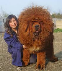 Maybe you would like to learn more about one of these? Apa Jadinya Kalau Kamu Punya Anjing Raksasa Seperti 14 Orang Ini