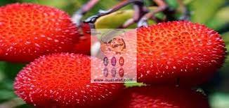 فوائد واستخدامات فاكهة اللنج fruit benefits fruit strawberry