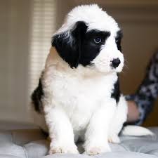 Cutest aussiedoodle puppies, reputable aussie doodle breeders raising mini standard or toy size, tri color blue and red merle. Goldendoodle Sheepadoodle And Bernedoodle Puppies Double U Doodles