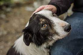 Bone cancer in dogs bone cancers can originate from cells that normally reside in the bone space (primary cancer) or as a metastatic disease which has spread from cancers elsewhere in your pet's body. Signs Of Bone Cancer In Dogs How It S Treated Winston Salem Vet Veterinary Oncology