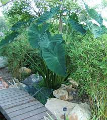 Maybe you would like to learn more about one of these? Another Elephant Ear Question Garden Pond Forums