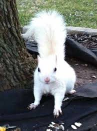 Black And White Squirrel Like Animal Pin By Collin Art Ideas On Birds And Animals Cute Animals Rare Animals Albino Animals