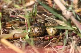 African Jacana Eggs In A Remote Floodplain Of He Okavango Delta Botswana These Decorated Eggs Are Taken Care Of By The Male Jacanas Wild Birds Wild Courser