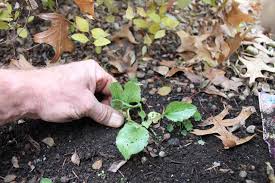 Over 200 types of weeds: 10 Tips To Get Your Garden Ready For The Spring Season Greenview