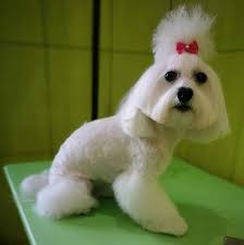 See more ideas about maltese, maltese haircut, maltese dogs. 140 Poodle Haircuts Your Pet Will Definitely Love