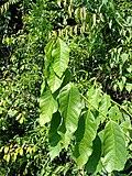 Image result for Syzygium rowlandii