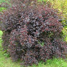 Check spelling or type a new query. Dwarf Ninebark Little Devil Physocarpus Opulifolius My Garden Life