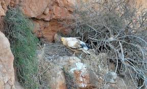 Egyptian vultures, also called white scavenger vultures, are small old world vultures and the only member of the neophron genus. Significant Population Of Egyptian Vulture Found In Morocco Maghrebornitho