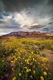 We did not find results for: Quiet Riot Death Valley Super Bloom 2016 Wildflowers