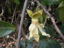 Image result for Hexalobus