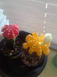 There are a few things i want to tell you about the christmas cactus flowers & related tidbits before i get to the blooming part. I Ve Never Seen A Moon Cactus Bloom Before Cactus