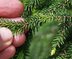 It has a pyramidal form, with wide branches that sweep outwards with pendulous tips. Picea Orientalis Landscape Plants Oregon State University