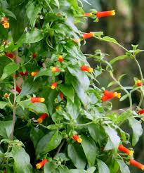 Image result for Manettia