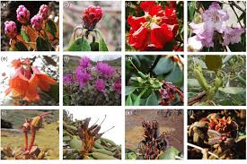 Blooms mid to late spring & reaches roughly 5 feet tall. Examples Of Buds Flowers Fruits And Seed Dehiscence Of Rhododendron Download Scientific Diagram