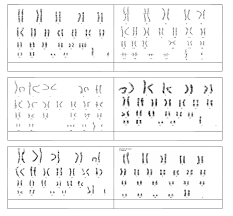 karyotype chart diagram quizlet