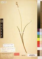 Image result for Dipcadi viride