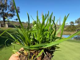 Image result for Poa annua