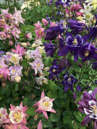 Image result for Aquilegia pompom mix