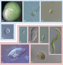 Identify The Following As Radiolarians, Foraminiferans, Or Both; Using The  Following Key: - These Have Endoskeletons Composed Of Silicon Dioxide:  Radiolarians - Foraminiferans - Globigerina Sp (An Example Of Both  Radiolarians And