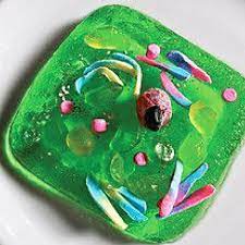Check spelling or type a new query. Create 3d Plant And Animal Cell Organelle Model Plantzania Sdn Bhd
