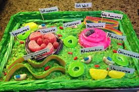 My 7th Grade Daughter Made An Edible Model Of A Plant Cell Out Of A Cupcake Rice Krispy Treats She Plant Cell Model Plant Cell Project Edible Cell Project