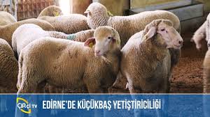 Edirne De Kucukbas Yetistiriciligi Kucukbas Dunyasi Youtube
