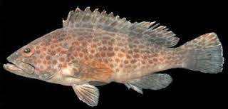 Maybe you would like to learn more about one of these? 12 Mimpi Jual Ikan Laut Pics Sipeti