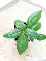 Image result for Dorstenia buchananii