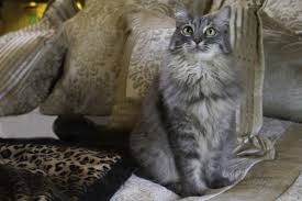 Every year, we help to save hundreds of kittens from abandonment, abuse and euthanasia. Cat For Adoption Royce A Maine Coon Domestic Long Hair Mix In Newport Beach Ca Petfinder