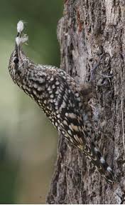 Agateador Moteado Indian Spotted Creeper Stammsteiger Salpornis Tachete Kus