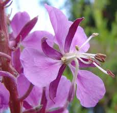 Image result for Epilobium stereophyllum