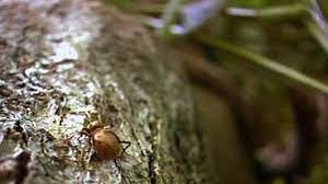Salopper ist ein gefährlicher bursche. Invasion Der Kafer W Wie Wissen Ard Das Erste