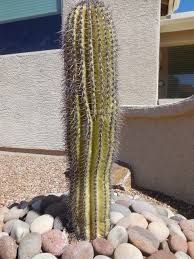If they feel light i water. 17 Pointers On Keeping Your Cactus Looking Sharp Tucson Com