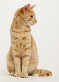 72002485 Ginger Tabby Cat Sitting Looking To Side Gettyimages Jpg 350 488 Cat Anatomy Cat Pose Cat Sitting