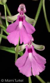 Image result for Cynorkis debilis