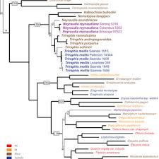 Image result for Triraphis purpurea