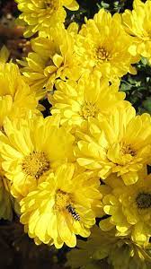 Download Wallpaper 1080x1920 Chrysanthemums Flowers Yellow Bee Pollinated Sony Xperia Z1 Zl Z Samsung Love Flowers Amazing Flowers Chrysanthemum Flower