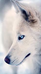Beautiful Black And White Wolf Pictures A Beautiful White Wolf Whats Your Spirit Animal Your Spirit Animal Cute Animals